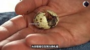 超市买来鹌鹑蛋尝试孵化，没想到仅用10天就孵出了小鹌鹑，真神奇