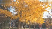 国内旅游-20111122-北京地坛公园银杏秋景是如此迷人