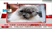 美国“双面猫”生命顽强活12岁被载入吉尼斯