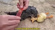 可爱的小奶猫，却躺在了冰冷的雨水里，身下还有一只小黄鸭