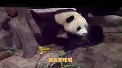 大熊猫也不都天真无邪
