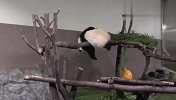 熊猫界的小龙女，在一根树干上睡觉，不料把大家都逗乐了
