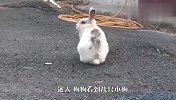 兔子吃醋躲起来后，狗狗急的到处找，结局太可爱了