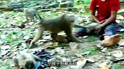 尴尬！小猴错把人类当父亲，猴爸吃醋暴揍小猴