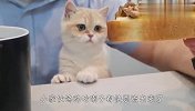 铲屎官吃独食，猫咪馋的都要流哈喇子了，接下来忍住别笑