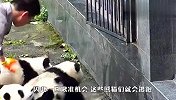 摄影师：不好了熊猫又跑了！奶妈：不是在这儿嘛？结局笑翻了