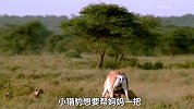 猎豹狩猎落单瞪羚，结果却被羊角刺穿腹部，差点就当场丧命