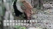 官方辟谣网传大熊猫香格生病：处于发情期+脱毛季