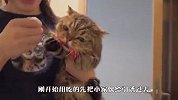 猫咪露露死活不肯洗澡，铲屎官一招制服，场面笑爆了