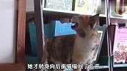 猫咪刚生的孩子丢了，主人急得抓耳挠腮，它还狂飙演技自导自演！