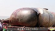 街上开来一辆大卡车，车上装着一头“巨兽”，周围挤满了群众！