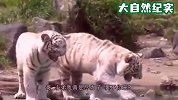 小白虎的“逗猫棒”掉入水池，随后举动让人意外，简直不要太搞笑！