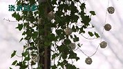【乐活家居】盆栽绿萝总是烂根？你得知道原因