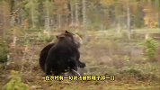 一个有碾压优势、一个有必杀技，东北虎与灰熊的生死搏斗，谁笑到最后