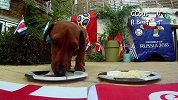 英格兰将完胜突尼斯？脑残主人竟用两国美食找萌犬预测比分