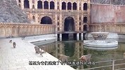 印度为什么会让猴子泛滥成灾？打劫游客，抢占路面为何无人管？
