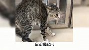 猫咪常见的肢体语言，你知道是什么意思吗？