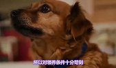 你知道退役后的警犬会怎么样吗？