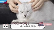 猫咪点穴按摩法【举起爪儿来】
