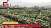 直播：你懂黑茶吗？黑茶最全扫盲攻略