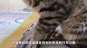 不懂就问，为什么小猫咪喜欢在主人肚子上踩