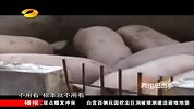 偷猪潮：“猪王”靠鼻子闻猪味道偷猪
