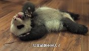 熊猫：我好难呀，我真的翻不过来了！网友：我来扶你一把！