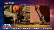 馋嘴猫鼬“接力”偷吃美食 争戴南瓜“头套”