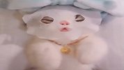 喵星人：没事，就先敷个面膜吧！
