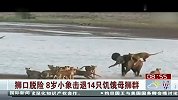 格斗-14年-狮口脱险8岁小象击退14只饥饿母狮群-新闻