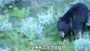 黑熊与雄狮狭路相逢，雄狮率先发起攻击，结局让人出乎意料