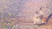 黄鼠狼报复猴子，咬住背部不松开，最后猴子输得一败涂地