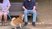 散步遇到陌生人，柴犬会跟着走吗？差点被暖哭了