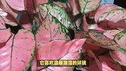 花叶芋的养殖方法和注意事项