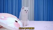 小猫咪的眼睛能看到鬼魂，主人却看不到，好奇怪