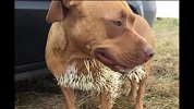 加拿大宠物狗攻击豪猪被扎满倒刺_超清