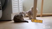 奶猫の决战