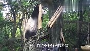 强迫症的熊猫快被几棵竹子逼疯了：怎么就是吃不到！场面笑翻啦