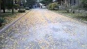 【银杏飘黄】北工大银杏叶落满地