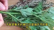 93岁老奶奶教我的土方子，简直太神奇了