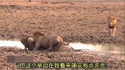 狮子想不劳而获，结果却深陷泥潭，他的兄弟也放弃了它