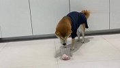 铲屎官把食物放在杯子里，柴犬能吃到吗？看完忍住别笑