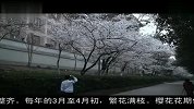 浓情武汉-武汉好游景点-武大樱花