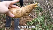 挖冬笋很简单，只要掌握这个窍门，绝对可以挖到大货，可以试一下