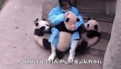 熊猫跟奶爸撒娇要抱抱：你不抱我就不走！被小家伙萌翻啦
