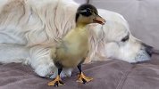 小鸭子把金毛当妈妈，黏在金毛身上哪也不去，场面萌翻了