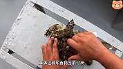 海龟全身被藤壶寄生，还好遇到好心人，一点一点清理干净