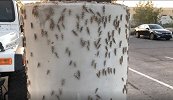 密恐慎入！蚱蜢成灾 赌城拉斯维加斯被蚱蜢“占领”