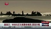 新西兰：90余头巨头鲸集体搁浅 原因不明