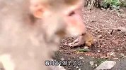 可怜的小猴无人爱，刚被亲妈虐待完，又被族群打得鼻青脸肿